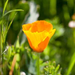 California Poppy (Eschscholzia californica)