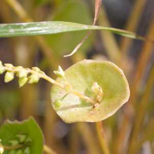 Miner's Lettuce (Claytonia perfoliata)