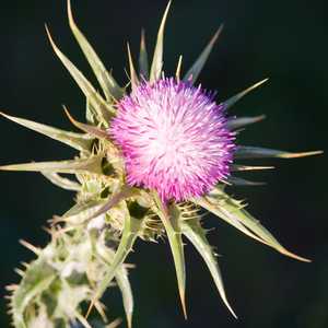 Thistle (Cirsium sp.)